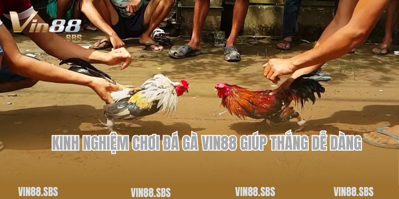 Kinh nghiệm chơi đá gà Vin88 giúp thắng dễ dàng